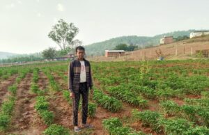मिर्च की इंटरक्रॉपिंग बन रही है आय का नया स्रोत