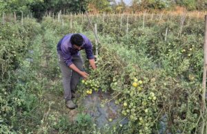 ग्राफ्टेड टमाटर की खेती से युवराज साहू को हो रहा दोगुना फायदा