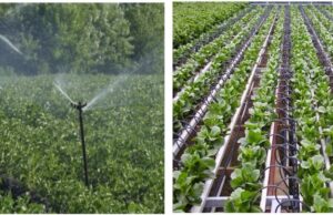 चालू वित्तीय वर्ष में 19306 किसानों का 16154 हेक्टेयर कृषि रकबा सिंचित