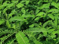 मिट्टी की दशा में सुधार और उत्पादन क्षमता में वृद्धि करती है हरी खाद