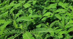 मिट्टी की दशा में सुधार और उत्पादन क्षमता में वृद्धि करती है हरी खाद