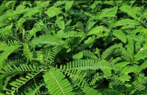 मिट्टी की दशा में सुधार और उत्पादन क्षमता में वृद्धि करती है हरी खाद