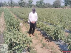 JanjgirChampa News:- धान से बैगन तक का सफर: उद्यानिकी विभाग के मार्गदर्शन ने बदली किसान की तकदीर, आमदनी दोगुनी से भी ज्यादा