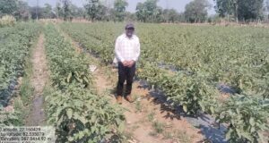 JanjgirChampa News:- धान से बैगन तक का सफर: उद्यानिकी विभाग के मार्गदर्शन ने बदली किसान की तकदीर, आमदनी दोगुनी से भी ज्यादा