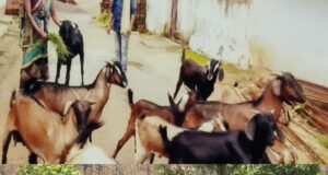 थोड़ी मदद, थोड़े अनुभव ने मोतिन को बनाया लखपति दीदी