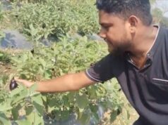 मेहनत, मार्गदर्शन और आधुनिक तकनीक से बदली किसान की तकदीर, धान से नहीं मिला जितना फायदा, ग्राफ्टेड बैंगन ने बदल दी आर्थिक तस्वीर