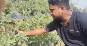 मेहनत, मार्गदर्शन और आधुनिक तकनीक से बदली किसान की तकदीर, धान से नहीं मिला जितना फायदा, ग्राफ्टेड बैंगन ने बदल दी आर्थिक तस्वीर
