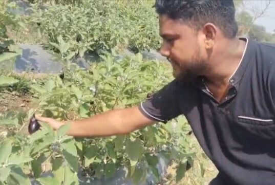 मेहनत, मार्गदर्शन और आधुनिक तकनीक से बदली किसान की तकदीर, धान से नहीं मिला जितना फायदा, ग्राफ्टेड बैंगन ने बदल दी आर्थिक तस्वीर
