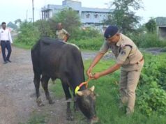 सड़क सुरक्षा को लेकर रायगढ़ यातायात पुलिस की पहल : हाईवे पर ट्रैफिक पुलिस ने मवेशियों के गले में लगाए रेडियम बैंड