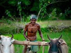 जिले के किसानों को कृषि वैज्ञानिकों की सलाह, 30 जुलाई तक पूरी करें धान की रोपाई