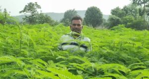 लैलूंगा में हरी खाद के प्रति बढ़ा किसानों का रुझान