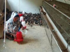 सफलता की नई उड़ान : पारंपरिक मजबूरी से ‘लखपति दीदी’ बनने तक का सफर
