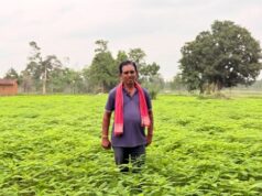 सफलता की कहानी: हरी खाद (ढैंचा) से बदली खेती की तस्वीर, उर्वरक खर्च हुआ आधा और मिट्टी बनी अधिक उपजाऊ कांकेर जिले के प्रगतिशील किसान परशुराम साहू प्राकृतिक खेती की बन रहे मिसाल