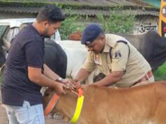सड़क सुरक्षा को लेकर रायगढ़ यातायात पुलिस की पहल : हाईवे पर ट्रैफिक पुलिस ने मवेशियों के गले में लगाए रेडियम बैंड