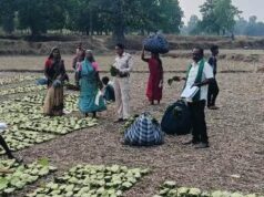 तेन्दूपत्ता संग्राहकों के खाते में पहुंच रही खुशियों की सौगात, 17.43 करोड़ रुपए का वितरण शुरू