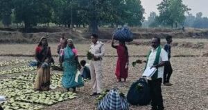 तेन्दूपत्ता संग्राहकों के खाते में पहुंच रही खुशियों की सौगात, 17.43 करोड़ रुपए का वितरण शुरू