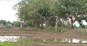 बिलाईगढ़ क्षेत्र में झमाझम बारिश से खेतों में भरा पानी, किसानों की बढ़ी चिंता