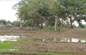 बिलाईगढ़ क्षेत्र में झमाझम बारिश से खेतों में भरा पानी, किसानों की बढ़ी चिंता