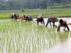 प्रदेश में लक्ष्य का 97 प्रतिशत बोनी पूर्ण