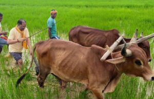अपनी माटी और खेती-किसानी से मुख्यमंत्री श्री विष्णु देव साय का आत्मीय जुड़ाव