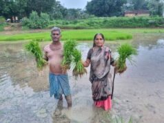 डीएमएफ और विभागीय योजनाओं की मदद से लैलूंगा में सुगंधित जवाफूल की खेती को मिल रहा विस्तार
