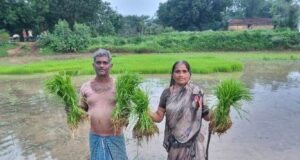 डीएमएफ और विभागीय योजनाओं की मदद से लैलूंगा में सुगंधित जवाफूल की खेती को मिल रहा विस्तार