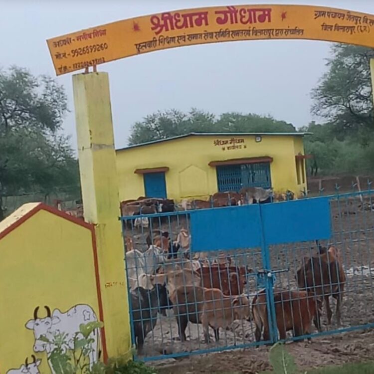 गौधाम में गोवंश की मौत का मामला, गौसेवकों ने की जिम्मेदार अधिकारियों पर कार्रवाई की मांग