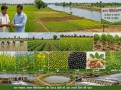 नदी किनारे के 152 गांवों में बदलेगा खेती का गणित, धान के साथ बढ़ेंगे आय के नए विकल्प
