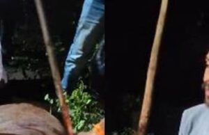 नंदी बाबा पर धारदार हथियार से हमला, गौसेवकों ने रात में पहुंचकर किया उपचार