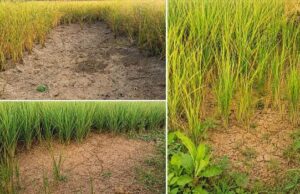 चकरदा जलाशय होने के बावजूद पानी के लिए तरस रहे किसान, धान की फसल पर संकट