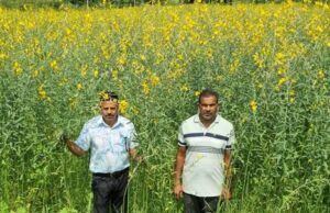धान की जगह सन की खेती, लैलूंगा के किसानों ने बदली खेती की राह