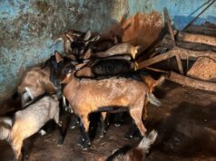 बिहान और प्रधानमंत्री मुद्रा योजना से सविता रजक के सपनों को मिले पंख, बकरी पालन से हर महीने कमा रहीं 10 हजार रुपये